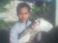 Alya 85